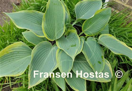 Hosta Paradise Dream